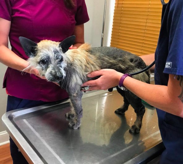 Illustration de l'article : Un chien en triste état leur coupe la route. Ils décident de lui venir en aide